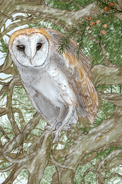 Barn Owl page