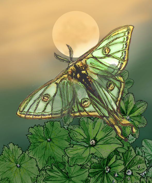 Luna Moth page