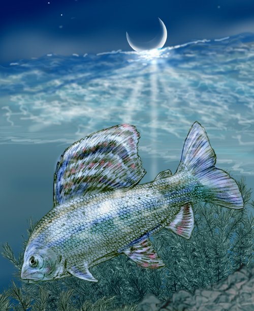 Grayling