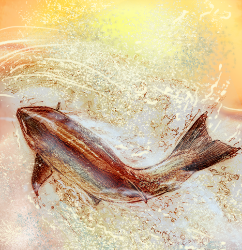 Salmon