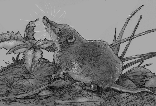 shrew