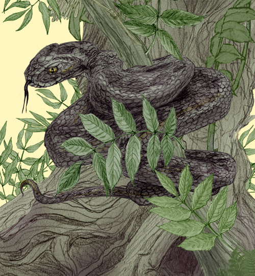 Snake